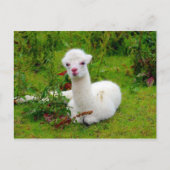 Zachte witte Alpaca Dier Briefkaart (Voorkant)