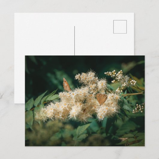 Zachte Witte Bloesems met Vlinders Briefkaart (Voorkant / Achterkant)