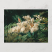 Zachte Witte Bloesems met Vlinders Briefkaart (Voorkant)