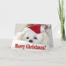 Zachte witte Maltezer puppy-hond met een kerstman-
