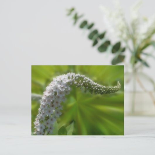 Zachte witte ventilatorNatuur Briefkaart (Staand voorkant)