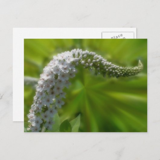 Zachte witte ventilatorNatuur Briefkaart (Voorkant / Achterkant)