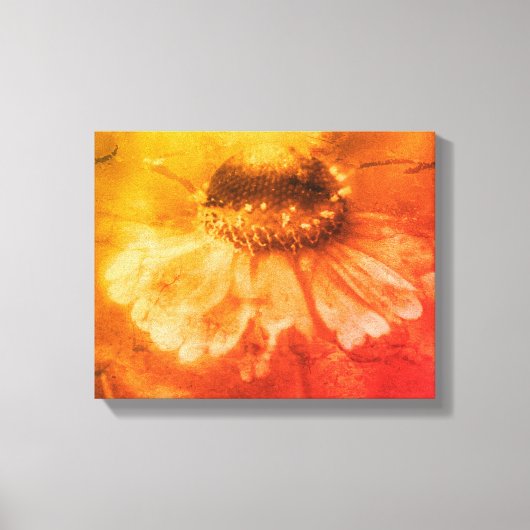 Zachte zinnia Daisy Flower in Sepia  Canvas Afdruk (Voorkant)