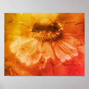 Zachte zinnia Daisy Flower in Sepia  Poster