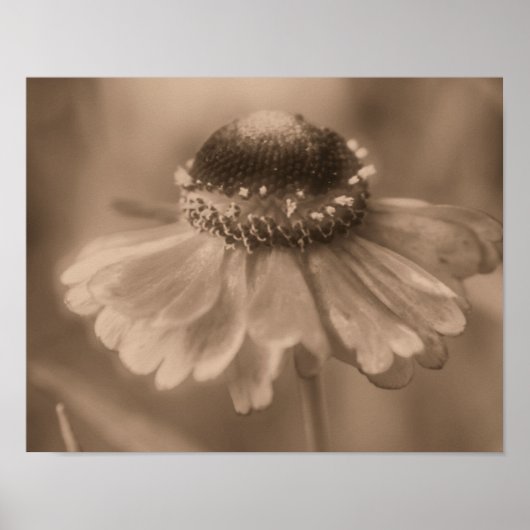Zachte Zinnia Daisy Flower in  Sepia Poster (Voorkant)