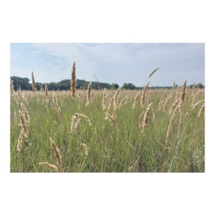 Zachte Zomerweide Foto Afdruk