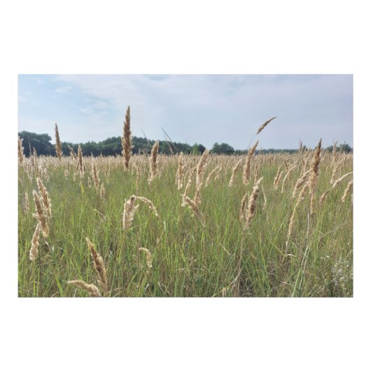 Zachte Zomerweide Foto Afdruk (Voorkant)