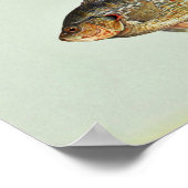 Zachte zonnevis poster (Hoek)