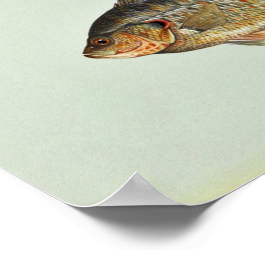 Zachte zonnevis poster (Hoek)