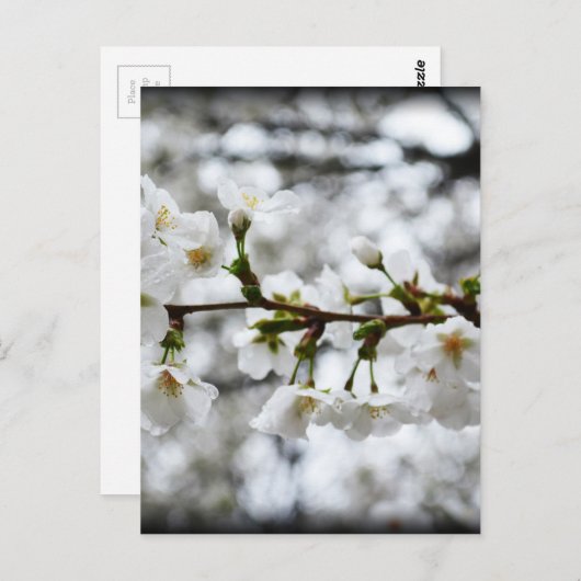 Zachte zuiverheid briefkaart (Voorkant / Achterkant)