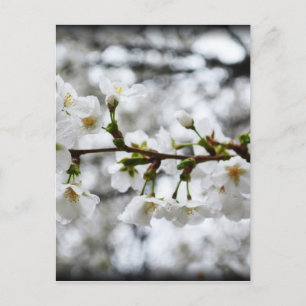 Zachte zuiverheid briefkaart