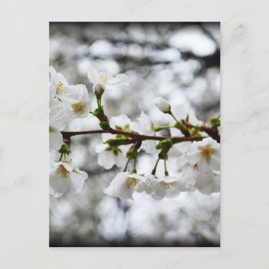 Zachte zuiverheid briefkaart (Voorkant)