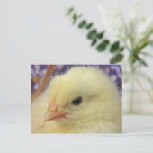 zachtheid briefkaart (Staand voorkant)