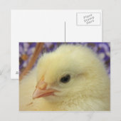 zachtheid briefkaart (Voorkant / Achterkant)