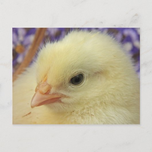 zachtheid briefkaart (Voorkant)