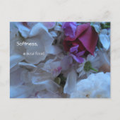 Zachtheid, een ziel voedsel, briefkaart (Voorkant)