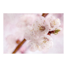 zachtheid van de lente