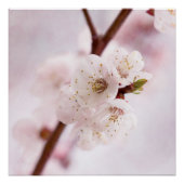 zachtheid van de lente poster (Voorkant)