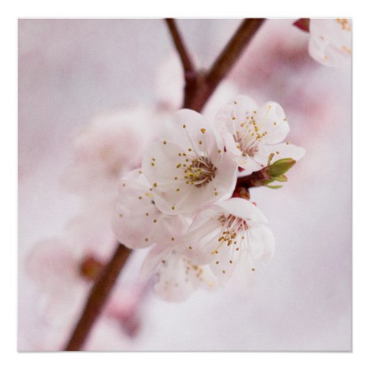 zachtheid van de lente poster (Voorkant)