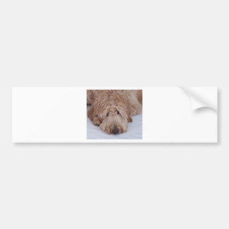 Zad, eenzaam, Schattig, en Cute GoldenDoodle Dog Bumpersticker