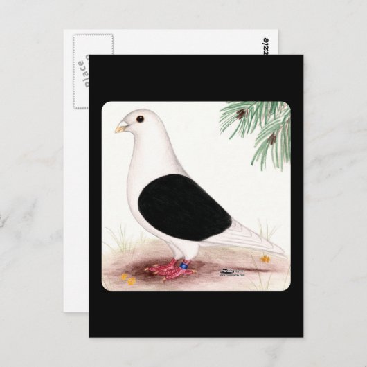 Zaddle Homer Pigeon Briefkaart (Voorkant / Achterkant)