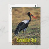 Zadelmakreel Briefkaart (Voorkant / Achterkant)