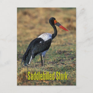 Zadelmakreel Briefkaart
