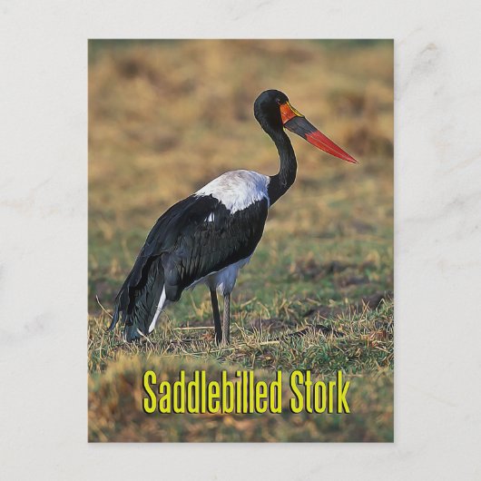 Zadelmakreel Briefkaart (Voorkant)