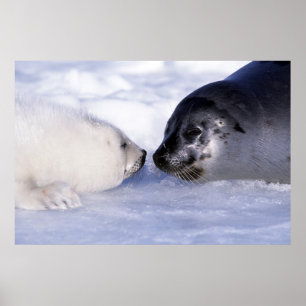 Zadelrob moeder met jong poster