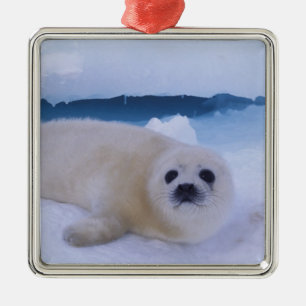 Zadelrob Noord-Amerika, Canada, Quebec Metalen Ornament