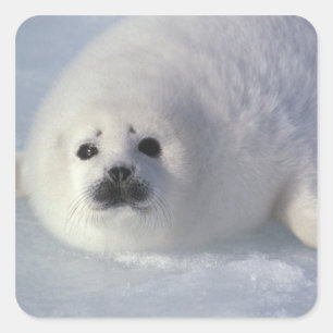 Zadelrob Phoca groenlandica) Een week-oude zadelro Vierkante Sticker