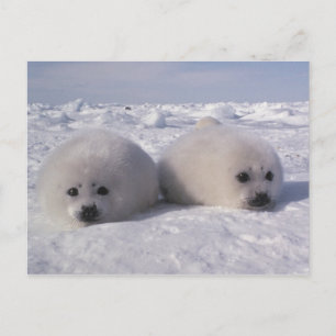 Zadelrob (Phoca groenlandica) Zadelrobjong Briefkaart