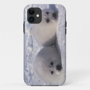 Zadelrob (Phoca groenlandica) Zadelrobjong Case-Mate iPhone Case
