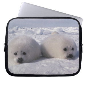 Zadelrob (Phoca groenlandica) Zadelrobjong Laptop Sleeve