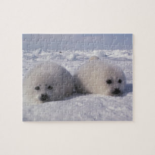 Zadelrob (Phoca groenlandica) Zadelrobjong Legpuzzel