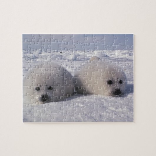Zadelrob (Phoca groenlandica) Zadelrobjong Legpuzzel (Horizontaal)