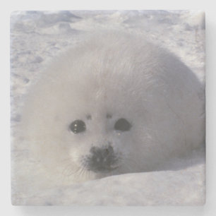 Zadelrob (Phoca groenlandica) Zadelrobjong Stenen Onderzetter