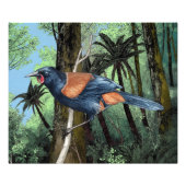 zadelvogel uit het bos foto afdruk (Voorkant)