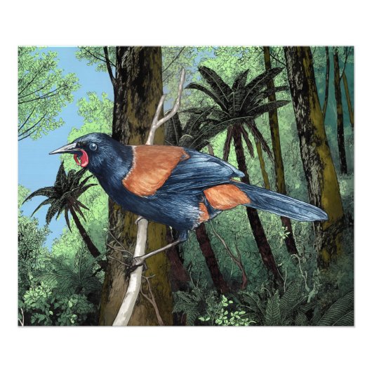 zadelvogel uit het bos foto afdruk (Voorkant)