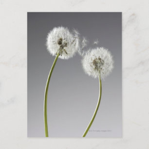 Zaden die twee andelions verbinden briefkaart