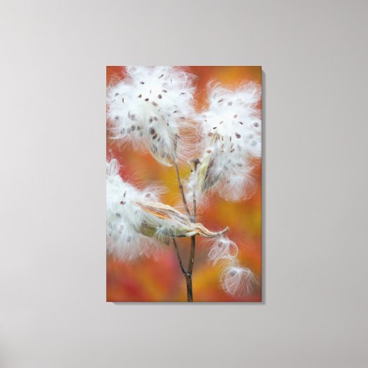 Zaden van zijdeplant in de herfst, Canada Canvas Afdruk (Voorkant)