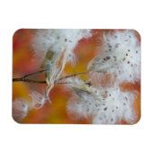 Zaden van zijdeplant in de herfst, Canada Magneet (Horizontaal)