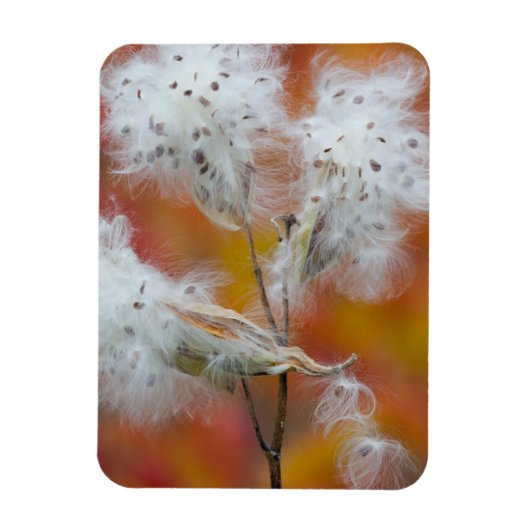 Zaden van zijdeplant in de herfst, Canada Magneet (Verticaal)