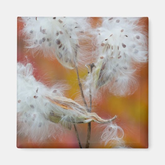 Zaden van zijdeplant in de herfst, Canada Magneet (Voorkant)
