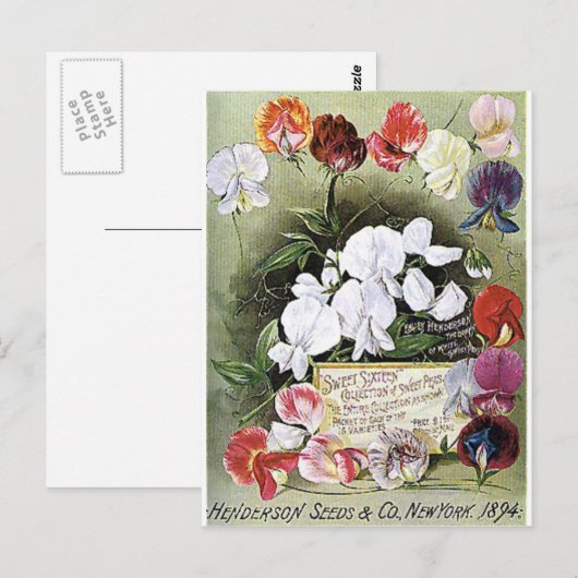 zaden van zoete erwten briefkaart (Voorkant / Achterkant)