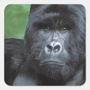 Zaïre, Nationaal Park Virunga. Portret van Vierkante Sticker