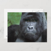 Zaïre, nationaal park Virungas. Portret van Briefkaart (Voorkant / Achterkant)