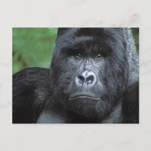 Zaïre, nationaal park Virungas. Portret van Briefkaart (Voorkant)