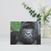 Zaïre, nationaal park Virungas. Portret van Briefkaart (Staand voorkant)