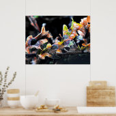 Zak Fairy Frosting Poster (Keuken)